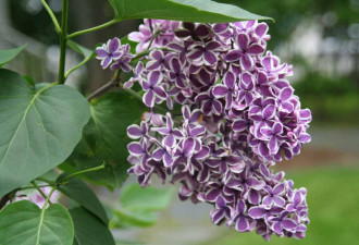 养花种草系列205：紫丁香Lilac的管理
