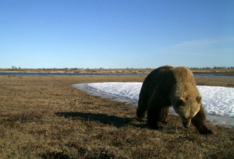 气候变暖，加拿大灰熊北上高纬度北极地区