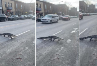 视频！一条鳄鱼在加拿大街头大摇大摆过马路