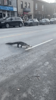 视频！一条鳄鱼在加拿大街头大摇大摆过马路