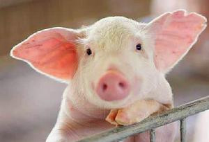 马云谈恢复养猪：不能再一哄而上 再被污染