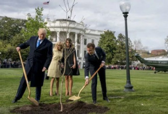 特朗普与马克龙种的树神秘“消失”，破案了