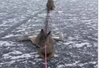 安省男子滑冰救出3只被困冰面的小鹿