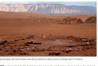 亚利桑那州干旱  近200匹野马集体死亡