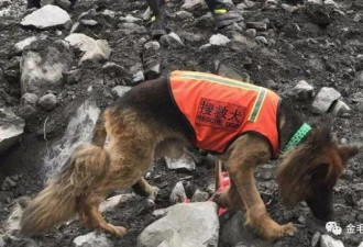 一只狗，13年救34人，留给自己的却是满身伤痕