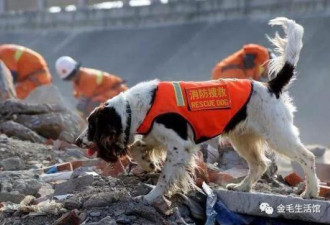 一只狗，13年救34人，留给自己的却是满身伤痕