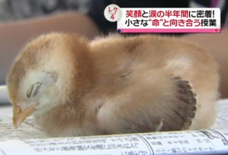 震撼生命教育 日本学生要把小鸡养大宰来吃