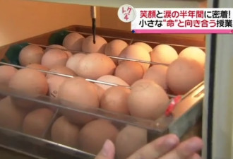 震撼生命教育 日本学生要把小鸡养大宰来吃