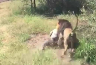 南非野生动物园园主遭雄狮袭击 险被拖入丛林