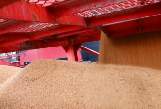 美中贸易战 中国减少进口鼓励大豆种植