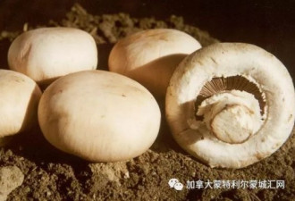 华人偷花偷菜，还有人肆无忌惮偷蘑菇…