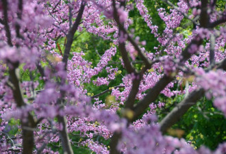 养花种草系列214：紫荆-春天开花的花树