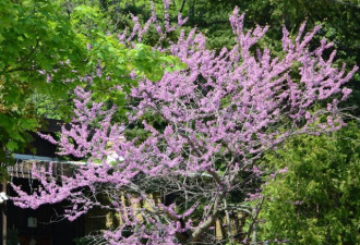 养花种草系列214：紫荆-春天开花的花树