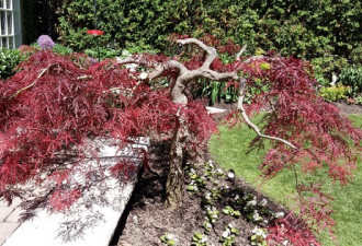 养花种草系列213：日本红枫树的种植