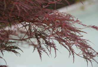 养花种草系列213：日本红枫树的种植