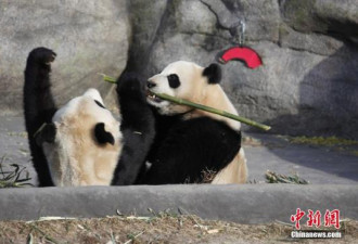 旅居加拿大卡尔加里大熊猫享受家乡直运鲜竹
