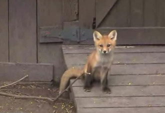 狐狸在多伦多社区里扎窝四处捕猎 搅得四邻不宁