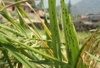 浙江大学新发现：害虫啃过的水稻变得更好吃