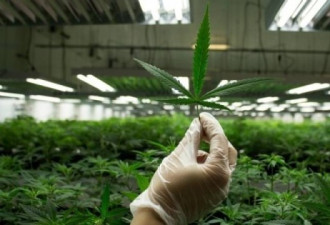 大麻还未合法化加拿大已成世界第一