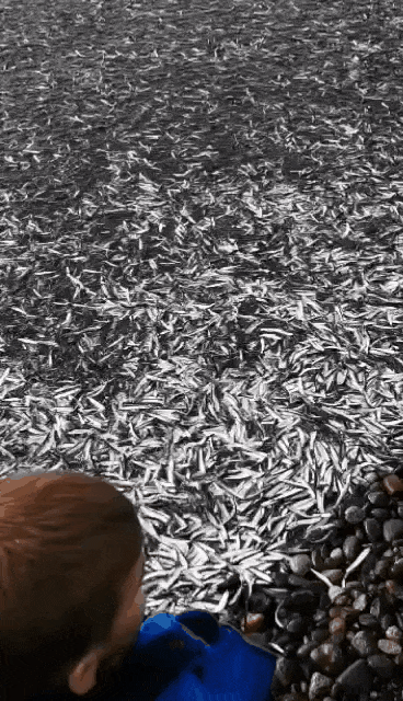 大地震前兆？温哥华上万条鱼涌上海滩