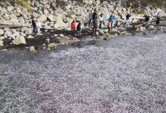 大地震前兆？温哥华上万条鱼涌上海滩