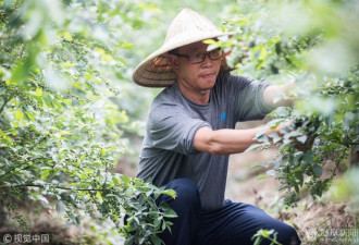 这位华侨回国后选择当农民 花6000万种蓝莓