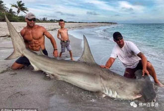 徒手斗3.6米长大鲨鱼！网友:这才是我要的男人