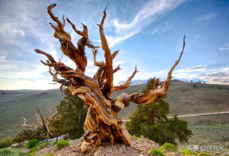 科学史上最蠢：美国人为何砍掉世上最古老的树
