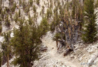 科学史上最蠢：美国人为何砍掉世上最古老的树