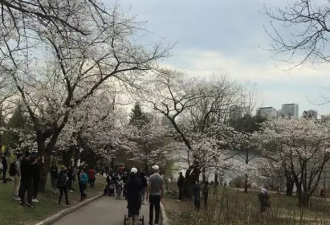 实拍！High Park樱花全面盛开！美不美全靠技术