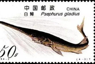 “中国淡水鱼之王”长江白鲟被宣布灭绝
