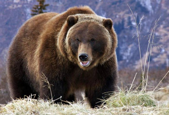带一只棕熊去冰激淋店，加拿大这家动物园疯了