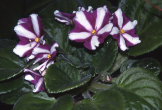 养花种草系列208：非洲紫罗兰的种植