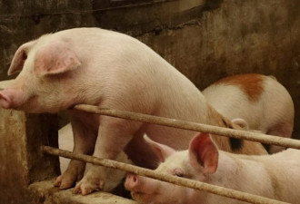 中国令企业大撒500亿 助贫农转行养猪