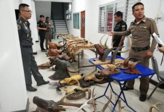 泰国清迈富商豪宅被搜查 缴获大量毛皮象牙