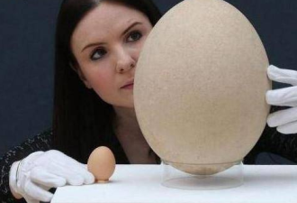 世界上最大的蛋，相当于100个鸡蛋大小