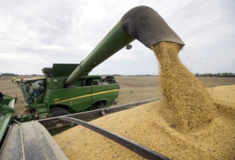 贸易协议将签署 中国进口美大豆增逾一倍