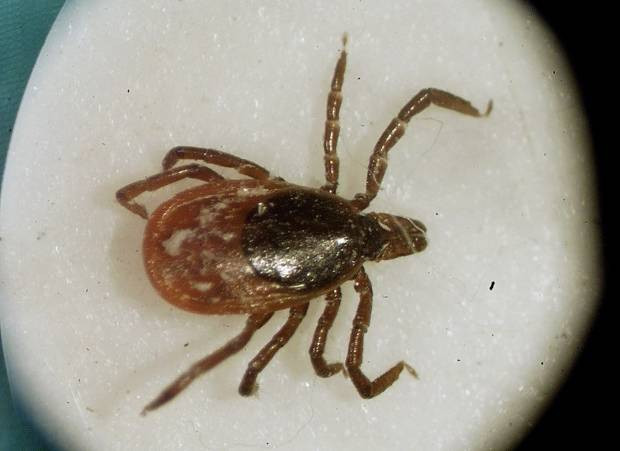Blacklegged tick
