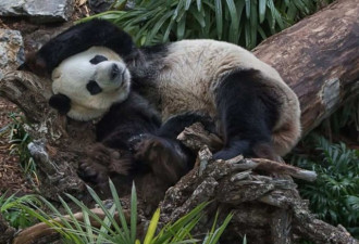 大熊猫今起加西卡城迎客 每日主食从中国空运