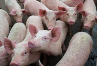 安省农场主真粗心！130头猪崽被偷走现在才报警