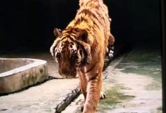 老虎钻进笼中 将打扫卫生的饲养员咬死