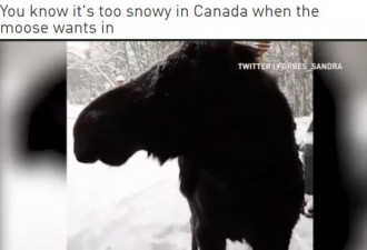 加拿大能冷到什么程度？连这里最不怕冷的都...