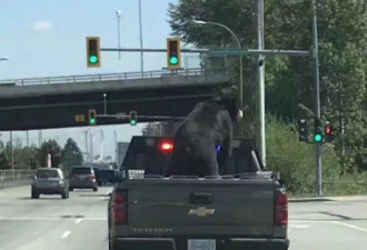 一只黑熊在高贵林坐车兜风？背后真相是