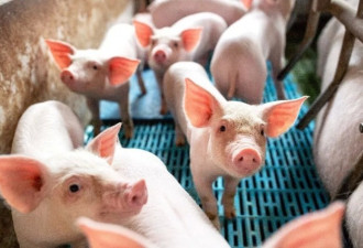 澳洲黑科技对猪瘟出手，股价3个月涨5倍