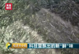 没想到！中国最大三文鱼养殖场竟在青藏高原