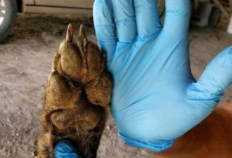 美国出现神秘生物 网友：有可能是狼人？