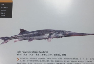 长江白鲟灭绝论文作者:很多鱼都要灭绝了