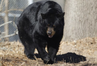 美国一母亲听到惨叫 发现大黑熊正咬着她女儿