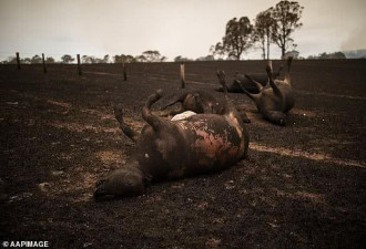 澳洲将出动军方挖埋牛羊尸体，为动物安乐死