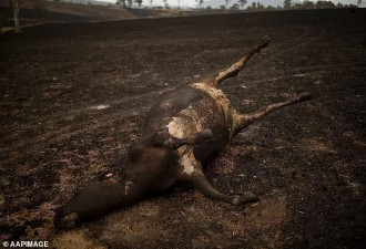 澳洲将出动军方挖埋牛羊尸体，为动物安乐死